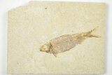 4.2" Detailed Fossil Fish (Knightia) - Wyoming - #201521-1